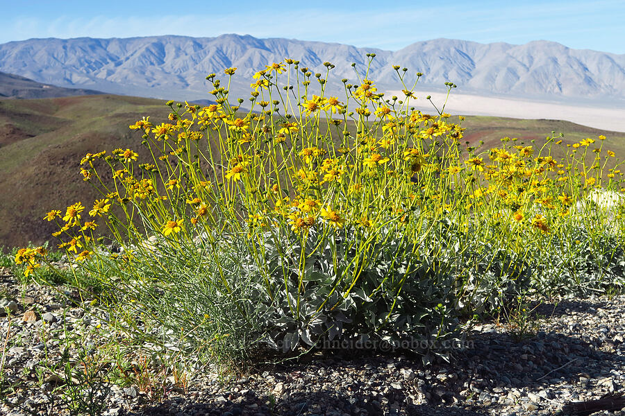 brittlebush (Encelia farinosa) [Highway 190, Death Valley National Park, Inyo County, California]