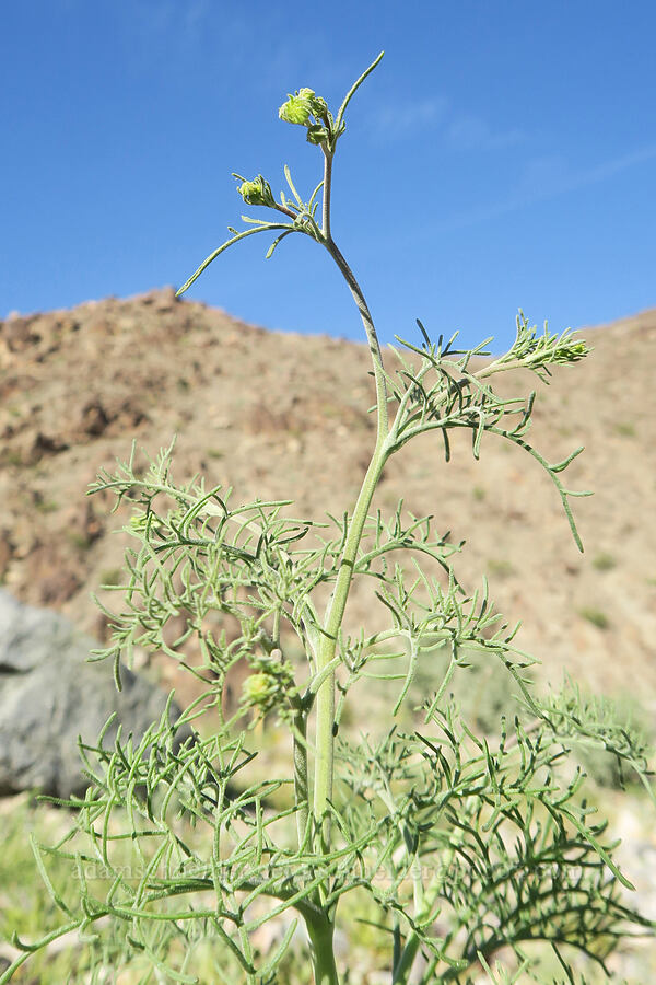 pebble pincushion (Chaenactis carphoclinia var. carphoclinia) [Darwin Wash, Death Valley National Park, Inyo County, California]