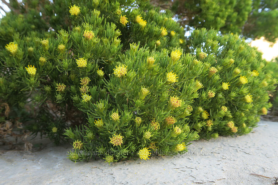 pygmy cedar (desert fir) (Peucephyllum schottii) [Darwin Wash, Death Valley National Park, Inyo County, California]