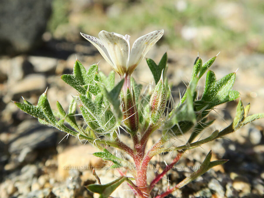 spotted langloisia (Langloisia setosissima ssp. punctata (Langloisia punctata)) [Darwin Wash, Death Valley National Park, Inyo County, California]