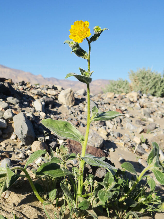 desert gold (Geraea canescens) [Lake Road, Death Valley National Park, Inyo County, California]