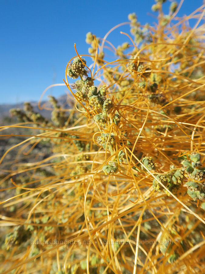dodder on burro-weed (Cuscuta sp., Ambrosia dumosa) [Lake Road, Death Valley National Park, Inyo County, California]