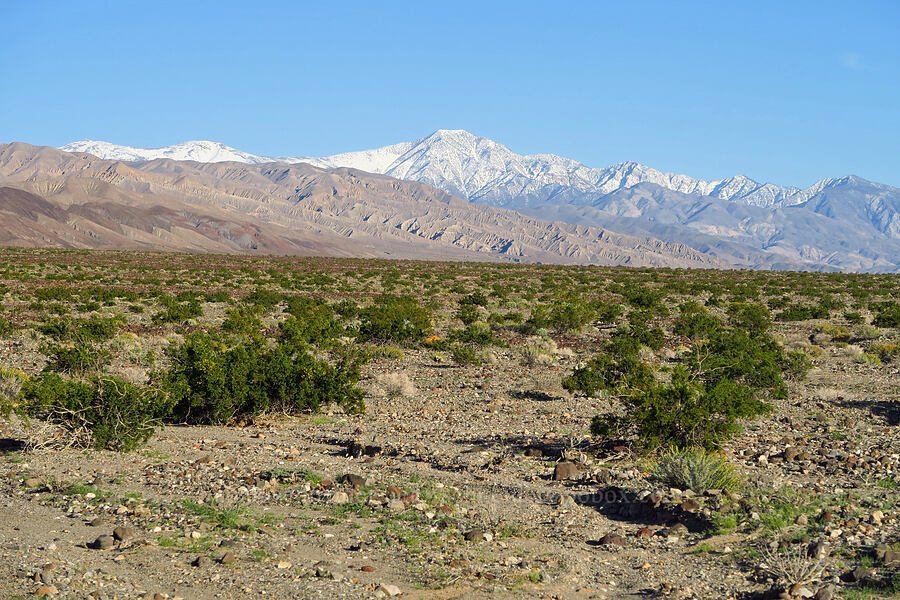 Telescope Peak & the Panamint Range [Lake Road, Death Valley National Park, Inyo County, California]