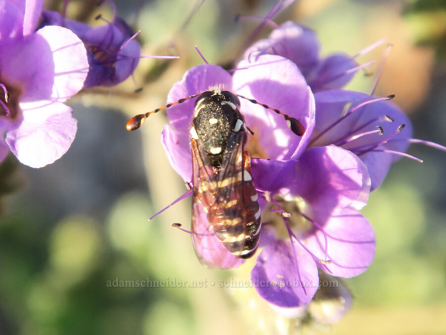 pollen wasp on phacelia (Pseudomasaris basirufus, Phacelia crenulata) [Panamint Valley, Death Valley National Park, Inyo County, California]