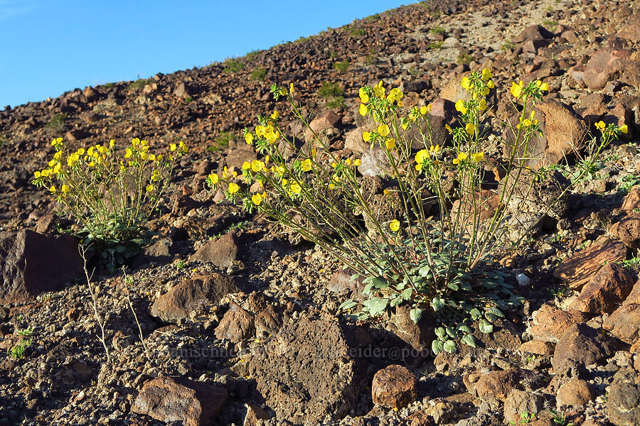 golden sun-cups (Chylismia brevipes (Camissonia brevipes)) [Panamint Valley, Death Valley National Park, Inyo County, California]