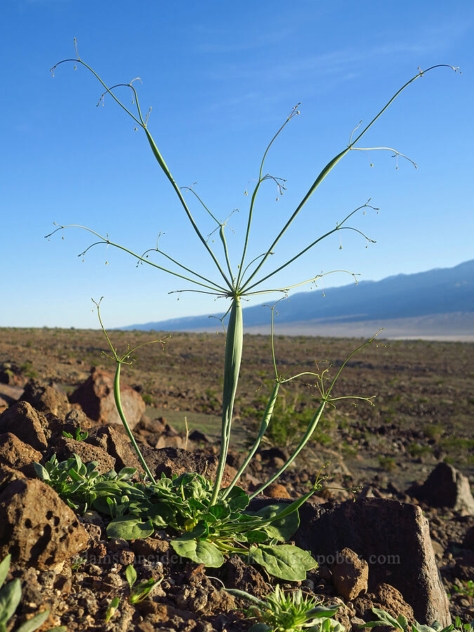 desert trumpet buckwheat, budding (Eriogonum inflatum) [Panamint Valley, Death Valley National Park, Inyo County, California]