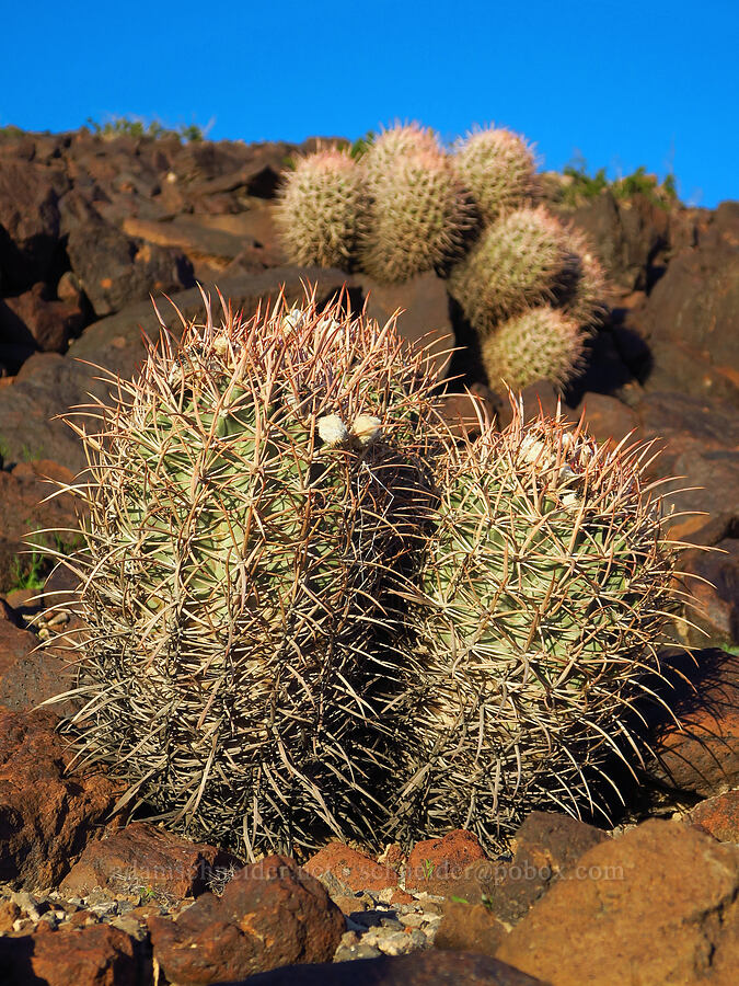 cotton-top cactus (Echinocactus polycephalus (Homalocephala polycephala)) [Panamint Valley, Death Valley National Park, Inyo County, California]