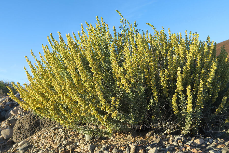 white bur-sage/burro-weed (Ambrosia dumosa) [Panamint Valley, Death Valley National Park, Inyo County, California]