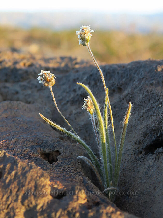 desert plantain (Plantago ovata) [Nadeau Road, Death Valley National Park, Inyo County, California]