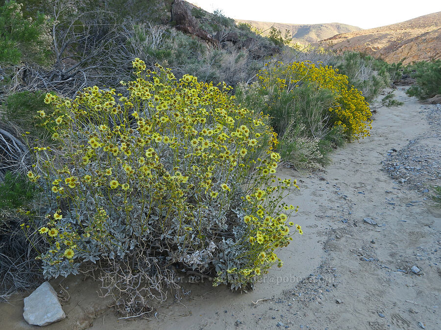 pale yellow brittlebush (Encelia farinosa) [Darwin Falls Trail, Death Valley National Park, Inyo County, California]