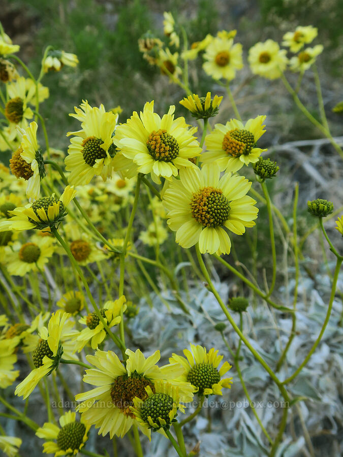 pale yellow brittlebush (Encelia farinosa) [Darwin Falls Trail, Death Valley National Park, Inyo County, California]