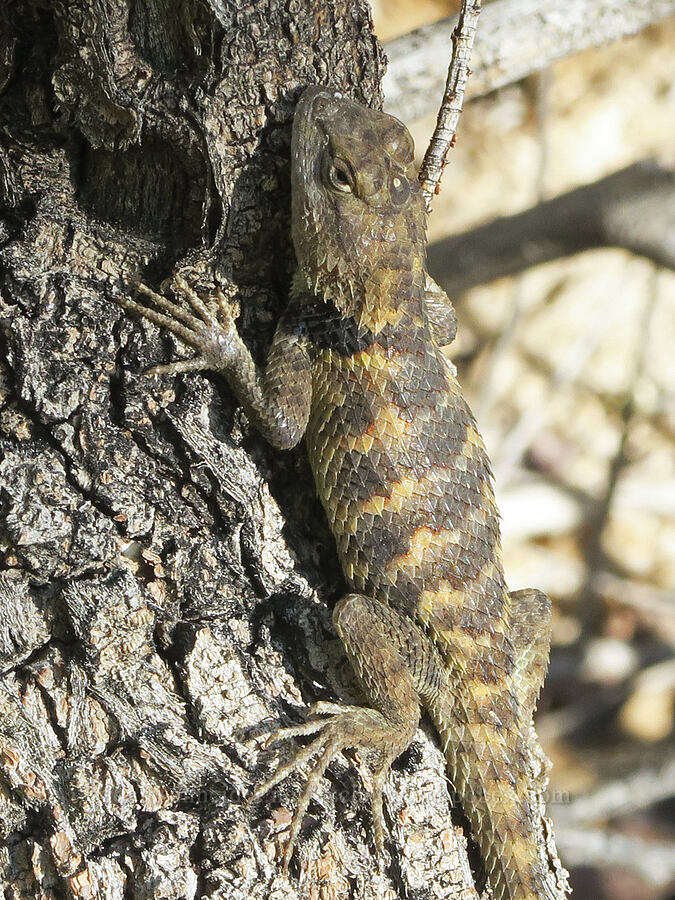 yellow-backed spiny lizard (Sceloporus uniformis) [Darwin Falls Trail, Death Valley National Park, Inyo County, California]
