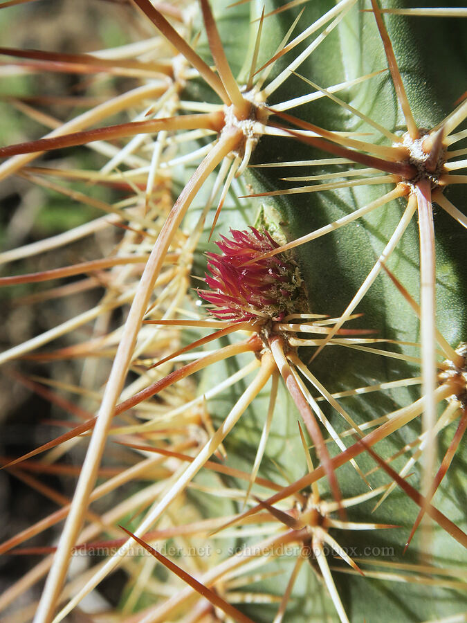 strawberry hedgehog cactus (Echinocereus engelmannii) [Darwin Falls Trail, Death Valley National Park, Inyo County, California]