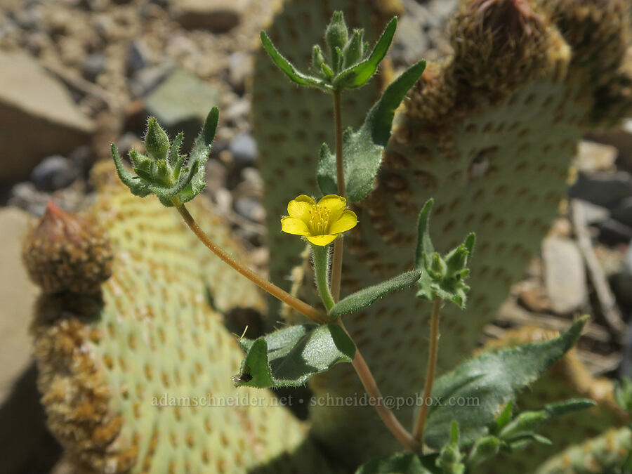 blazing-star & beaver-tail cactus (Mentzelia albicaulis, Opuntia basilaris var. basilaris) [Darwin Falls Trail, Death Valley National Park, Inyo County, California]