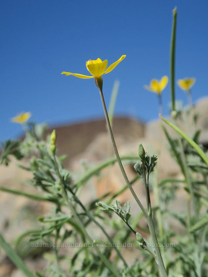 pygmy poppy (Eschscholzia minutiflora) [Old Toll Road, Death Valley National Park, Inyo County, California]