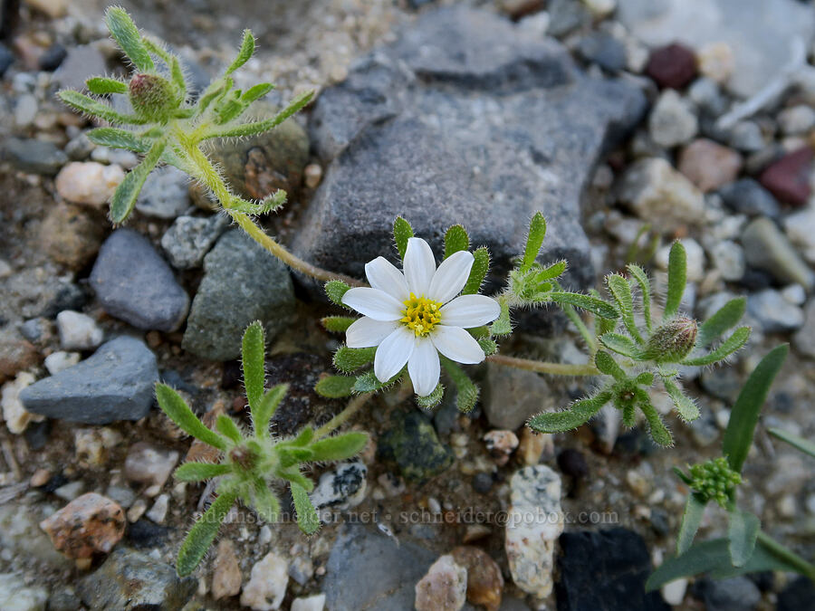 Mojave desert-star (Monoptilon bellioides) [Darwin Wash, Death Valley National Park, Inyo County, California]