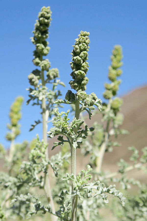 white bur-sage/burro-weed (Ambrosia dumosa) [Darwin Wash, Death Valley National Park, Inyo County, California]