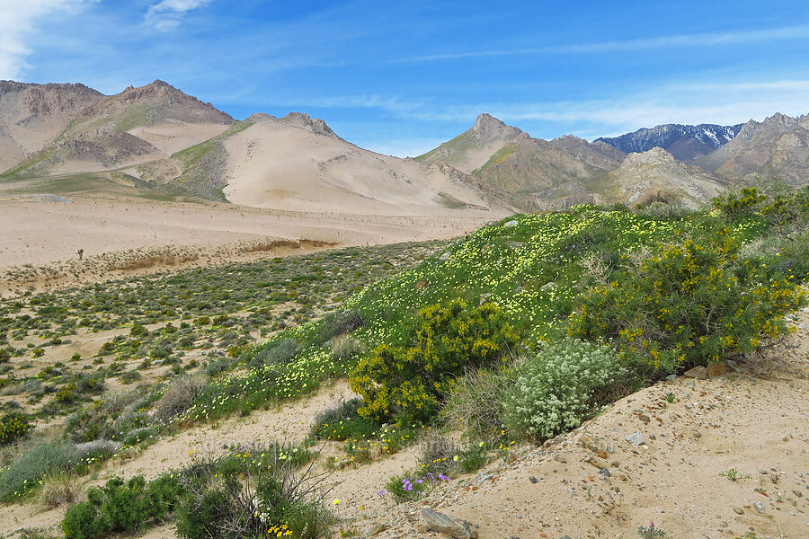 wildflowers & desert mountains (Malacothrix glabrata, Peritoma arborea (Cleome isomeris) (Cleomella arborea), Lepidium sp.) [BLM Road SE139, Kern County, California]
