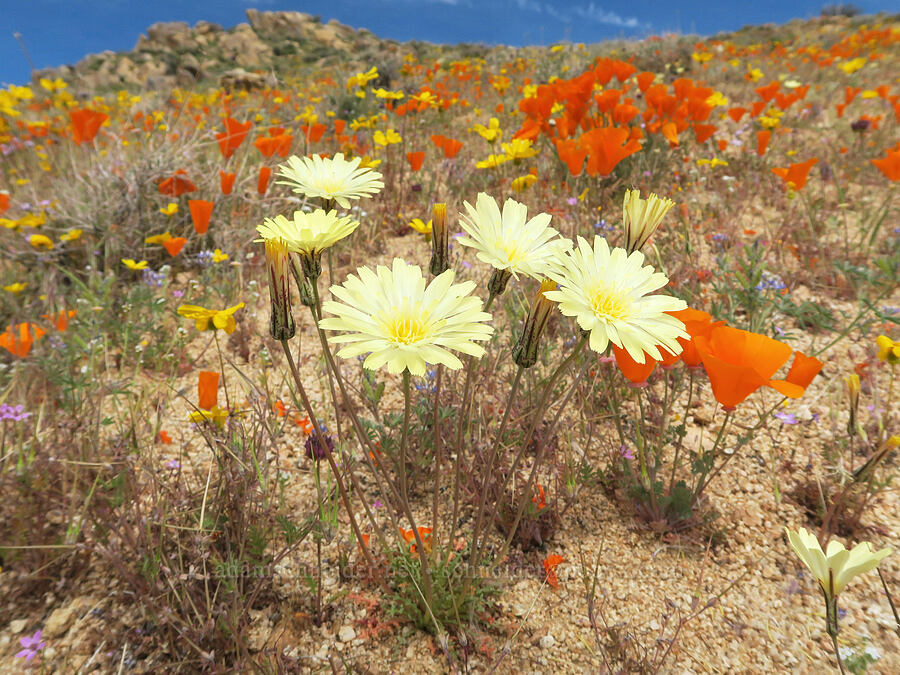 desert-dandelions (Malacothrix glabrata) [Short Canyon, Kern County, California]