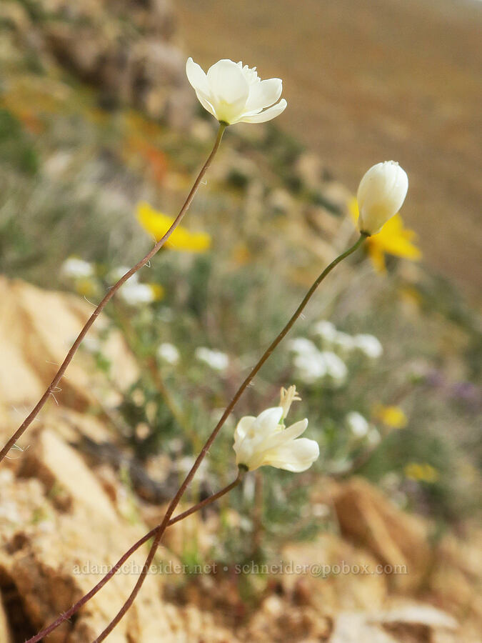 cream-cups (Platystemon californicus) [Short Canyon, Kern County, California]