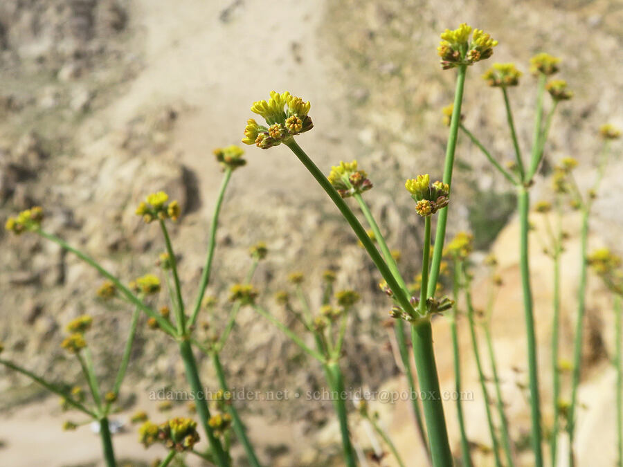 naked buckwheat (Eriogonum nudum) [Short Canyon, Kern County, California]