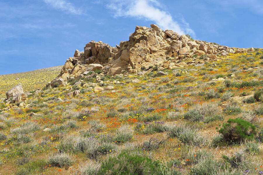 wildflowers (Eschscholzia californica, Leptosyne bigelovii (Coreopsis bigelovii), Phacelia sp.) [Short Canyon, Kern County, California]
