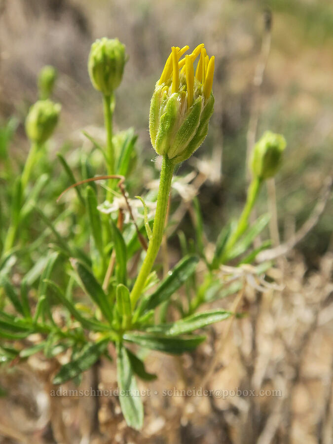 narrow-leaf goldenbush, budding (Ericameria linearifolia (Haplopappus linearifolius)) [Short Canyon, Kern County, California]