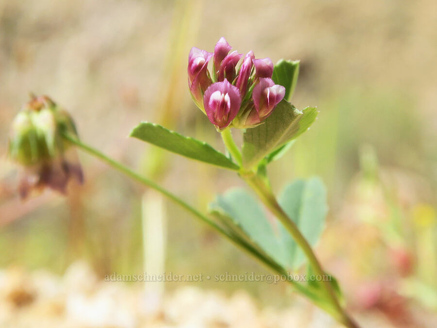 pinpoint/graceful clover (Trifolium gracilentum) [Short Canyon, Kern County, California]