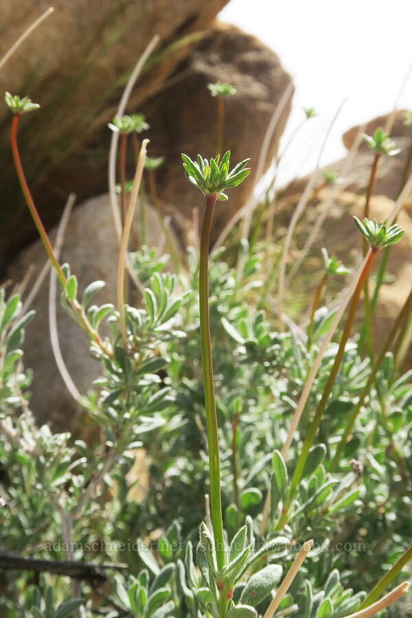 California buckwheat, budding (Eriogonum fasciculatum) [Short Canyon, Kern County, California]