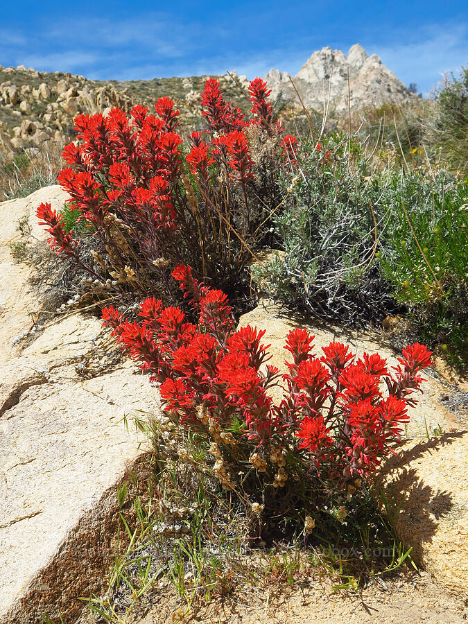 desert paintbrush (Castilleja chromosa) [Short Canyon, Kern County, California]