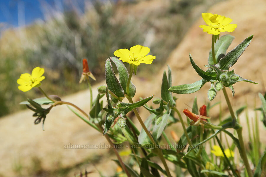 pale sun-cups (Camissoniopsis pallida (Camissonia pallida)) [Short Canyon, Kern County, California]