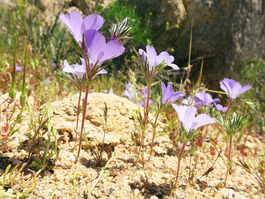purple sand-blossoms (Linanthus parryae) [Short Canyon, Kern County, California]
