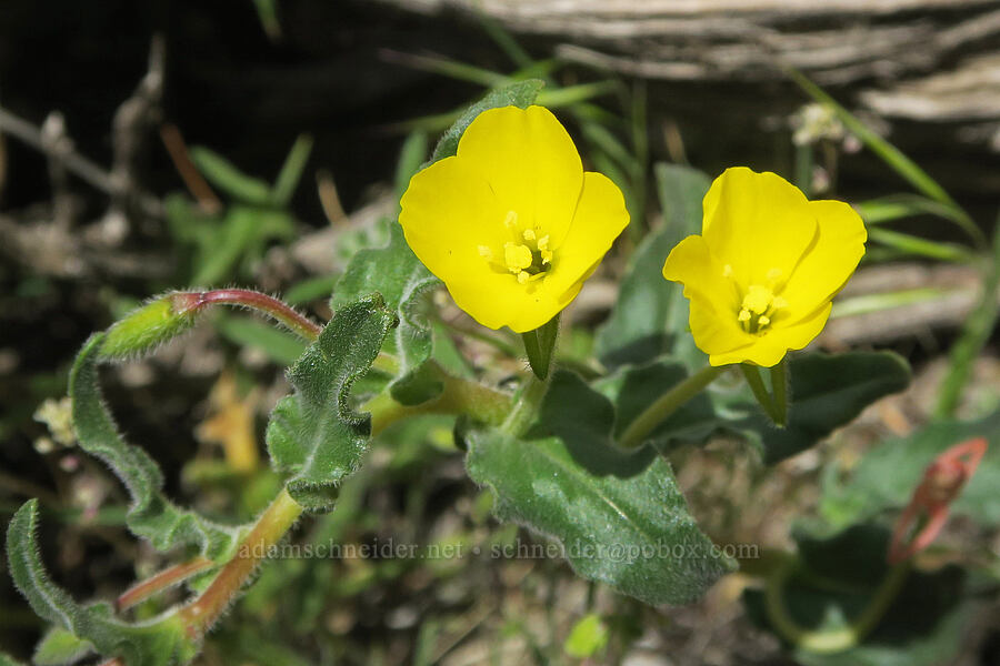 San Bernardino sun-cups (Camissoniopsis confusa (Camissonia confusa)) [Short Canyon, Kern County, California]