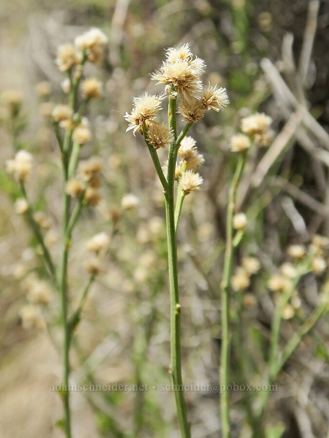 last year's desert baccharis flowers (Baccharis sergiloides) [Short Canyon, Kern County, California]