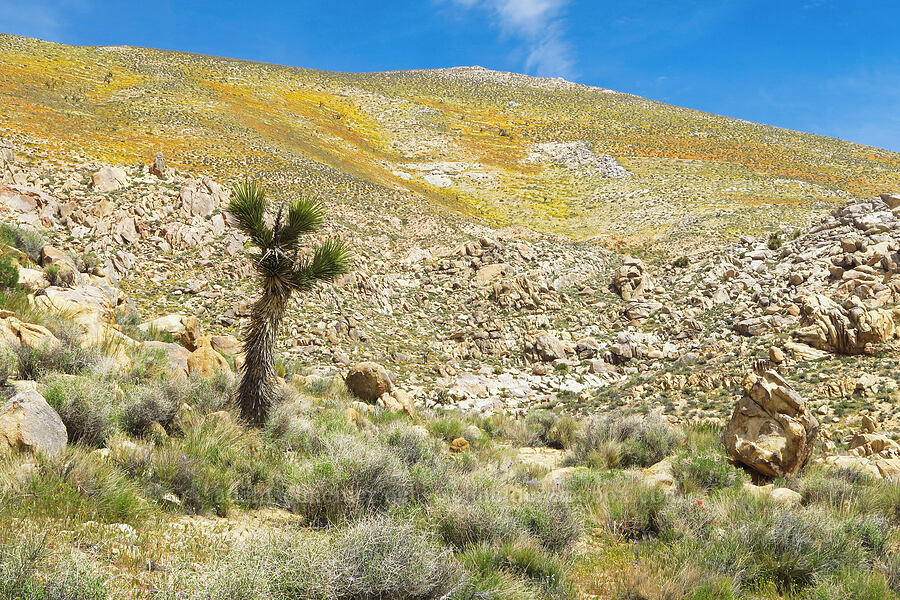 Joshua tree & wildflowers (Yucca brevifolia) [Short Canyon, Kern County, California]