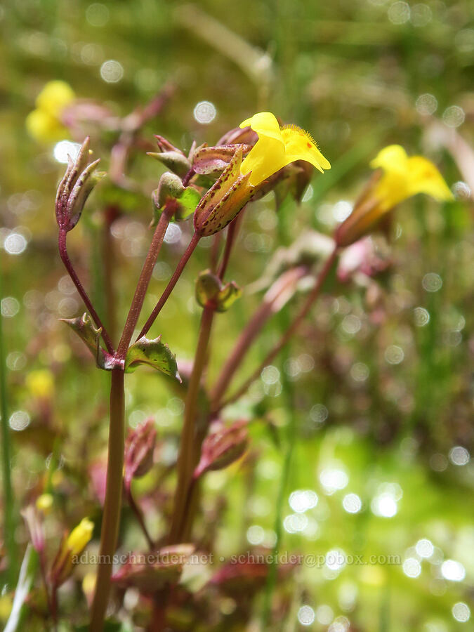 big-nose monkeyflower (Erythranthe nasuta (Mimulus guttatus var. nasutus)) [Short Canyon, Kern County, California]
