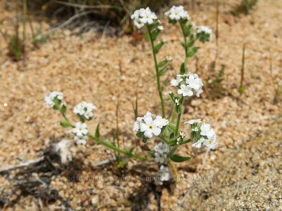 cryptantha (Cryptantha sp.) [Short Canyon, Kern County, California]