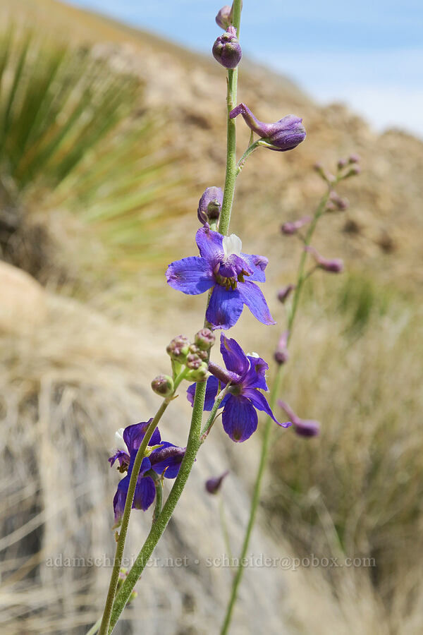 Kern County larkspur (Delphinium hansenii ssp. kernense) [Short Canyon, Kern County, California]