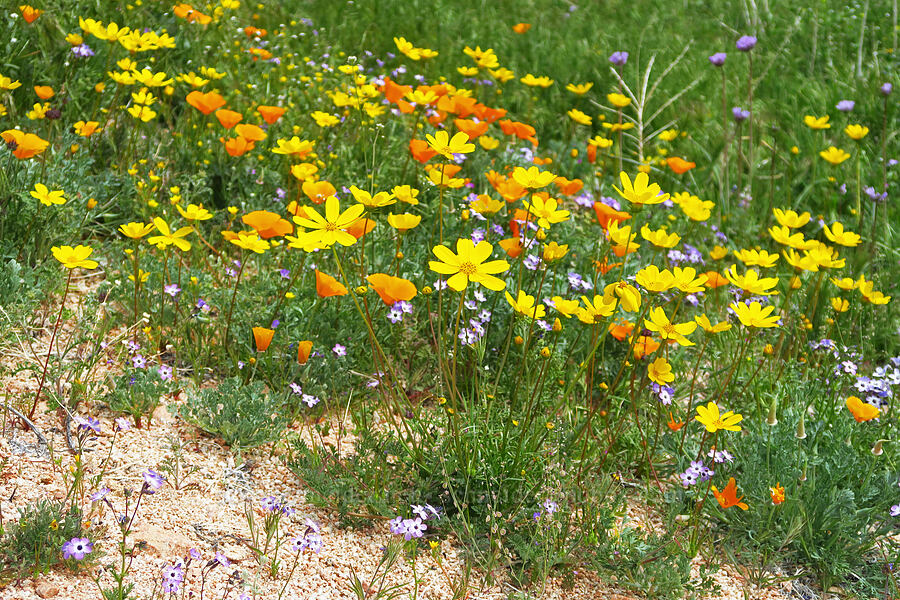 wildflowers (Leptosyne bigelovii (Coreopsis bigelovii), Eschscholzia californica, Gilia brecciarum ssp. neglecta) [Short Canyon, Kern County, California]