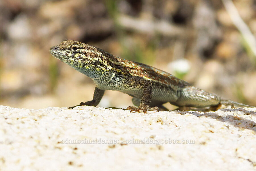 western side-blotched lizard (Uta stansburiana elegans) [Short Canyon, Kern County, California]