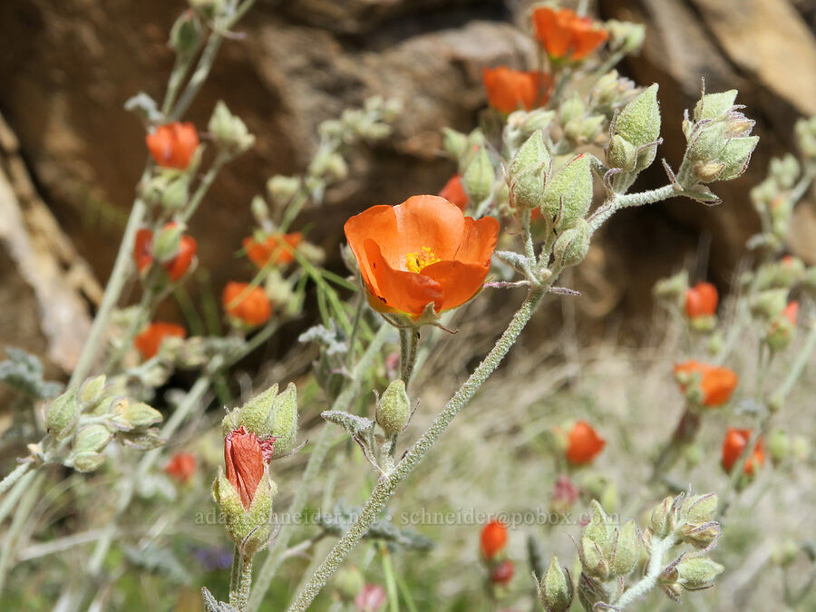 desert globe-mallow (Sphaeralcea ambigua) [Short Canyon, Kern County, California]