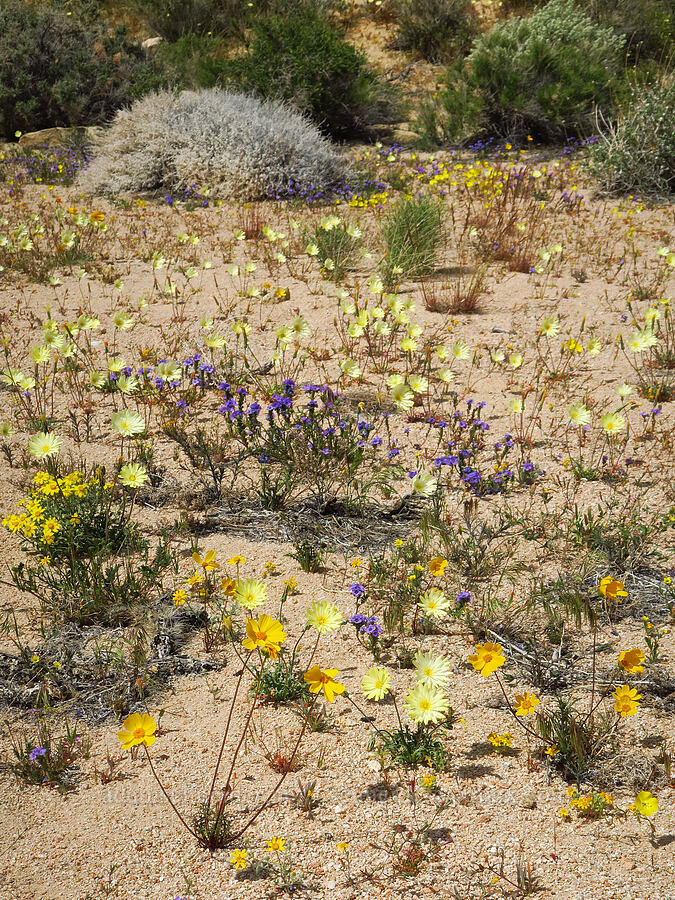wildflowers (Anisocoma acaulis, Leptosyne bigelovii (Coreopsis bigelovii), Phacelia fremontii) [Short Canyon, Kern County, California]