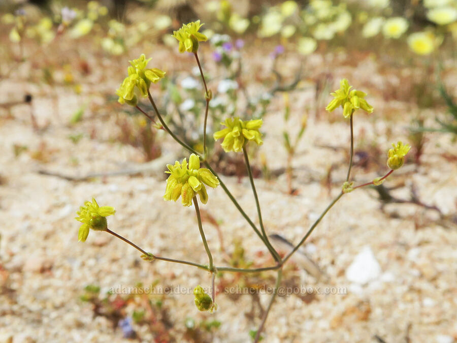 yellow-turban buckwheat (Eriogonum pusillum) [Short Canyon, Kern County, California]