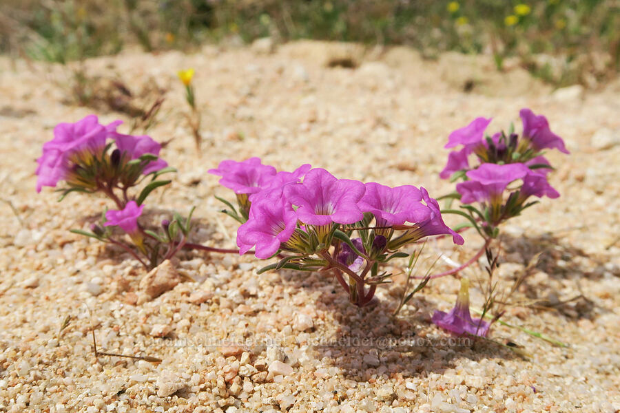 purple-mat (Nama demissa (Nama demissum)) [BLM Road SE143, Kern County, California]