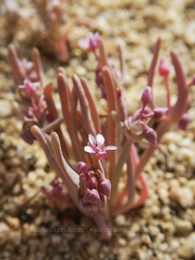 serpentine spring-beauty (Claytonia exigua ssp. exigua (Montia exigua ssp. exigua)) [Grapevine Canyon, Kern County, California]