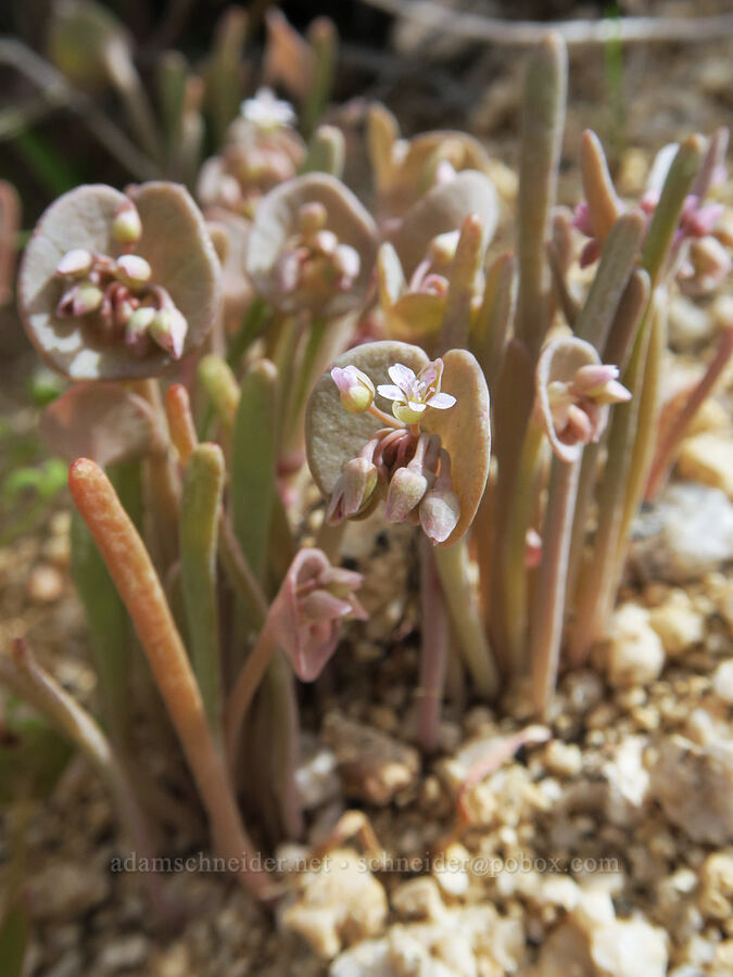 glaucous spring-beauty (Claytonia exigua ssp. glauca (Montia exigua ssp. glauca)) [Grapevine Canyon, Kern County, California]