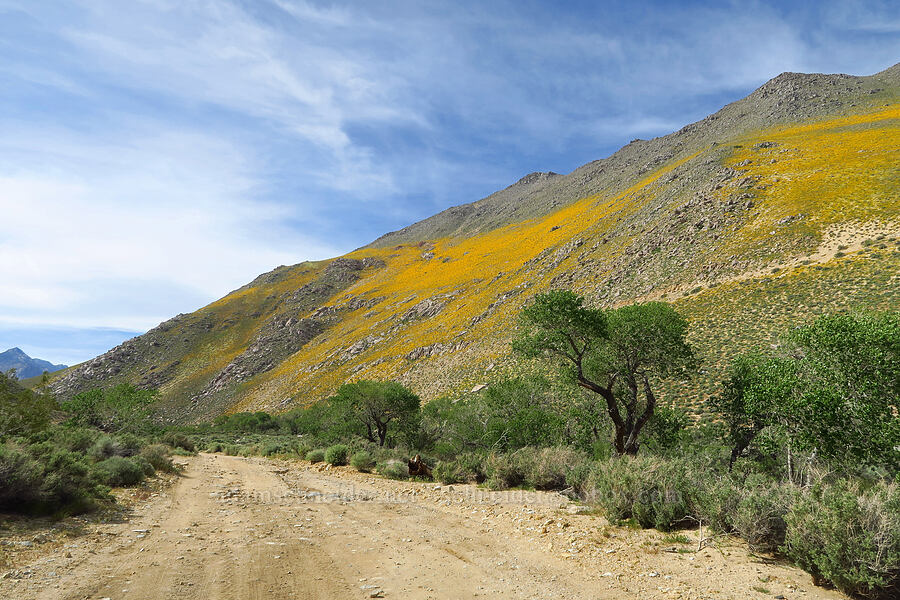 wildflower-covered hills [Sand Canyon Road, Kern County, California]
