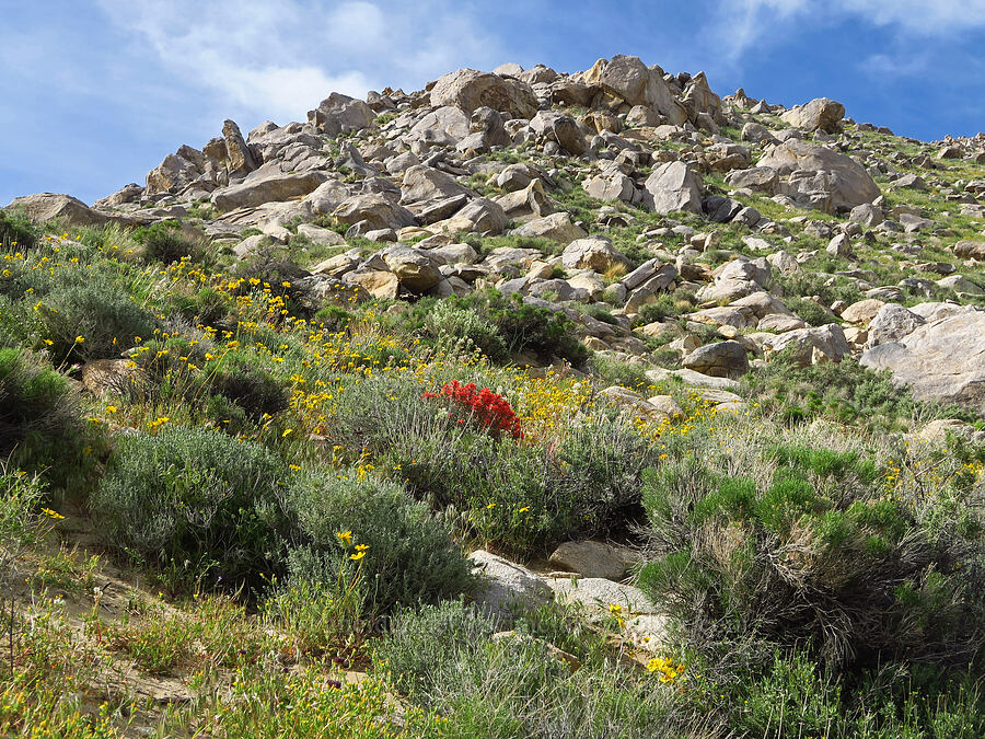 wildflowers (Leptosyne bigelovii (Coreopsis bigelovii), Castilleja chromosa, Chylismia claviformis (Camissonia claviformis)) [Sand Canyon, Kern County, California]