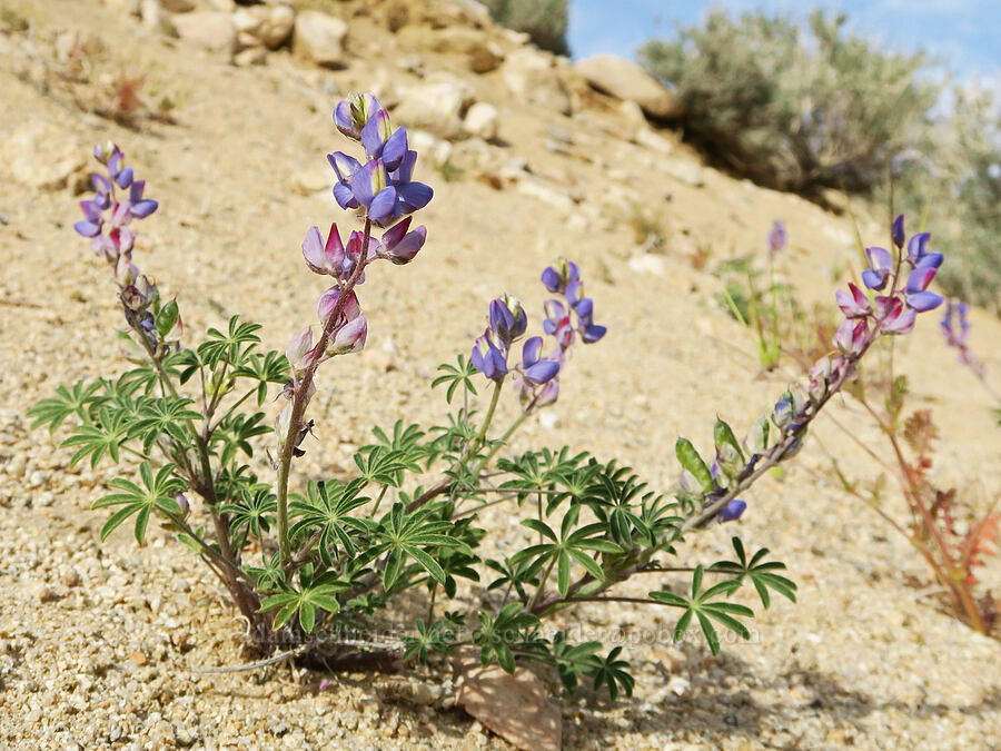 Coulter's lupine (Lupinus sparsiflorus) [Sand Canyon Road, Kern County, California]