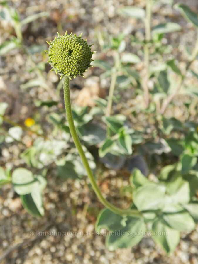 Acton brittlebush, budding (Encelia actoni) [Sand Canyon Road, Kern County, California]